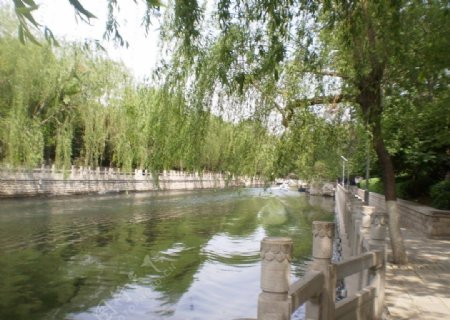 护城河垂柳图片