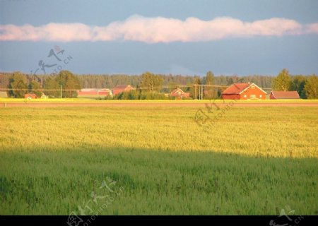 农家稻田图片