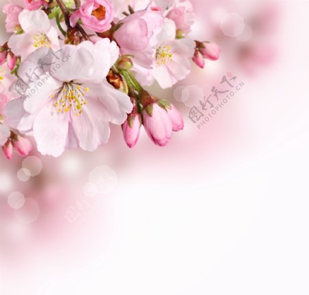 粉色淡雅花卉背景图片