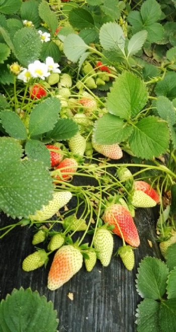 草莓花红草莓图片