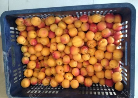 新鲜野生的杏子图片