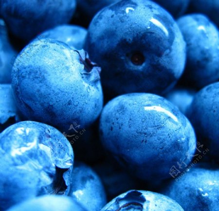 唯美蓝莓图片