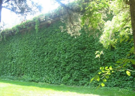 绿化墙图片