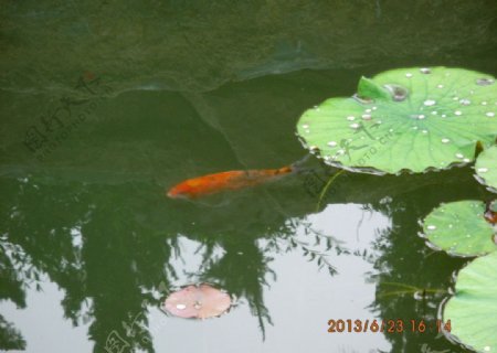 鱼戏莲叶间图片