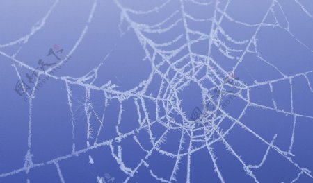 冬天蜘蛛网图片