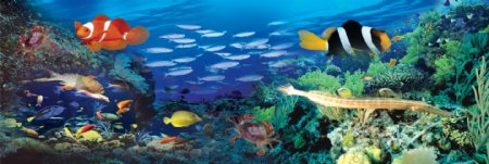 海底世界鱼海水图片