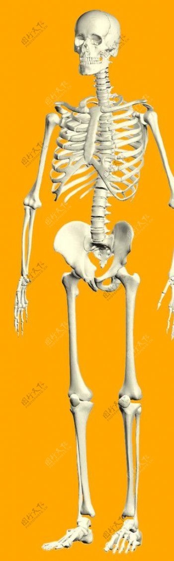 人体骨架精细抠图图片