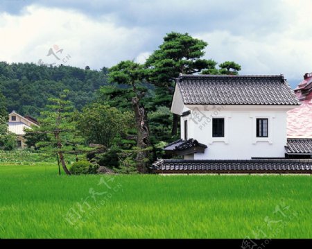 草地白屋图片