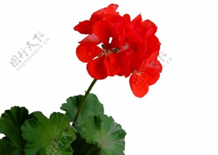 大红色天竺葵图片