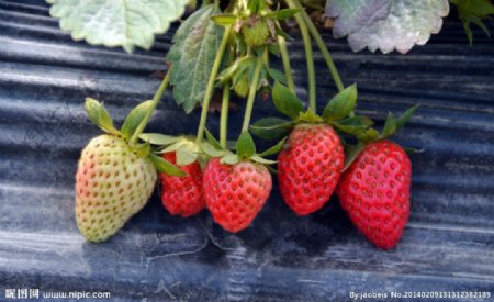 五个草莓图片