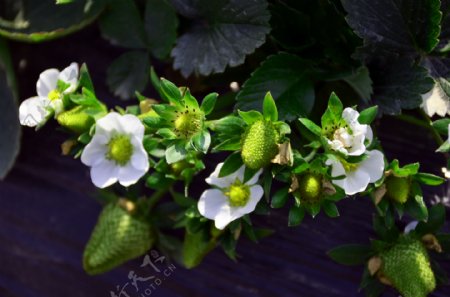 草莓花朵图片
