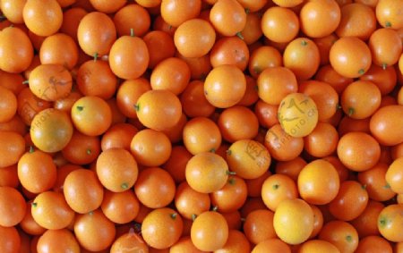 水果金橘素材图片
