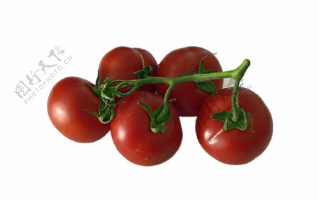 一串西红柿图片