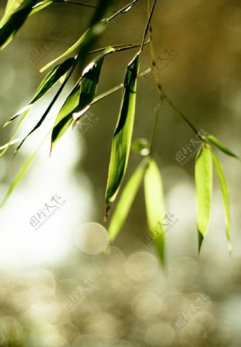 竹叶图片