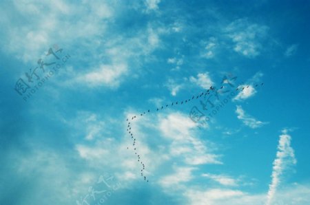 蓝天中的大雁图片