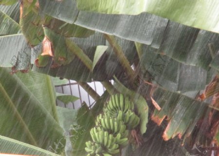 雨中的芭蕉果图片