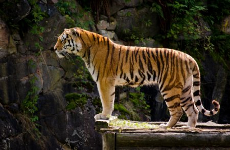 秦皇岛野生动物园老虎图片