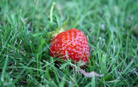 草地里的草莓图片