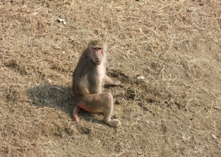 动物园猴子大师兄图片