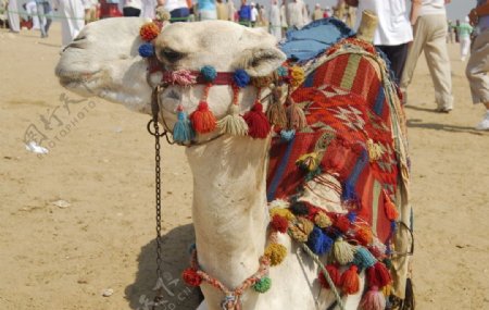 倔强的埃及骆驼图片