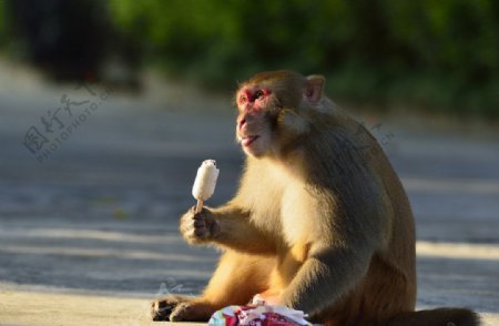 吃冰淇淋的猴子图片