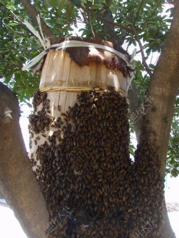 中华野生蜂图片