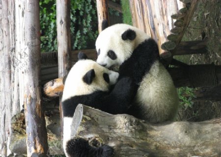 大熊猫嬉戏图片