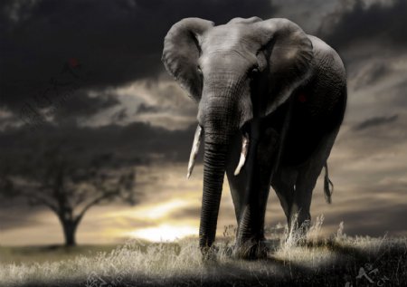 非洲大象高清摄影图片