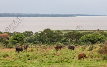 尼罗河畔的水牛群图片