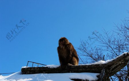 峨眉山的猴图片
