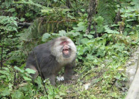 峨眉山发怒的野猴图片
