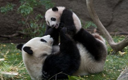 熊猫母子图片