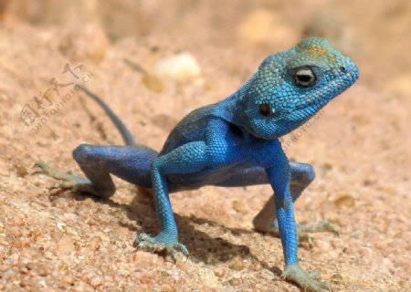 蓝色雄性蜥蜴图片