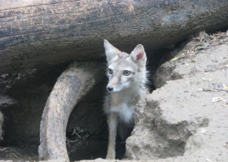 动物园狐狸图片