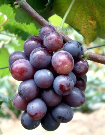 葡萄品种天缘奇图片