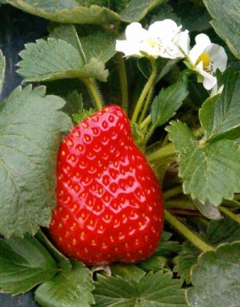 草莓诱惑非高清图片