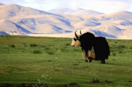 西藏牦牛图片