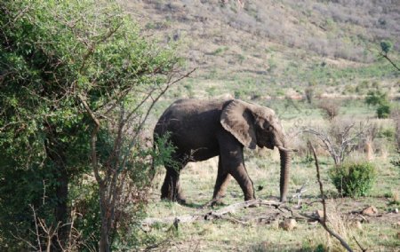 南非匹林斯堡国家野生动物园大象图片