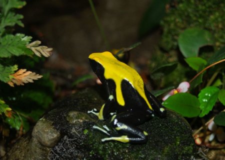黄黑箭毒蛙图片