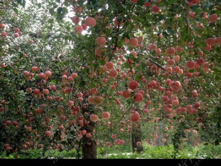 蘋果小冠開心結果樹图片