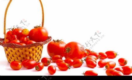 西红柿图片摄影图JPG