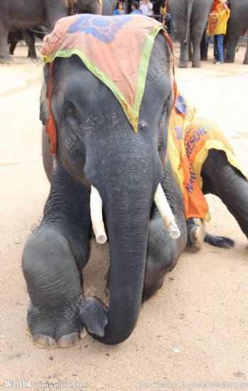 泰国大象马戏图片