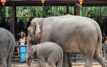 泰国大象表演图片