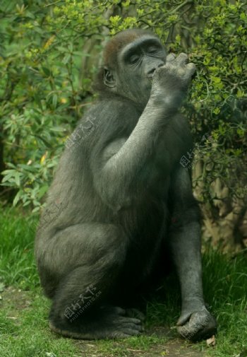 吃东西的黑猩猩图片