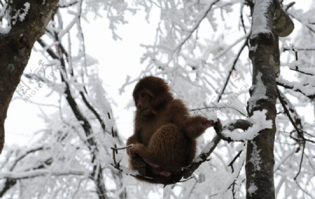 峨眉山的猴子图片