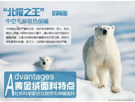 北极绒广告稿图片