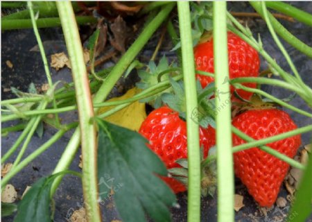 夏日的草莓图片