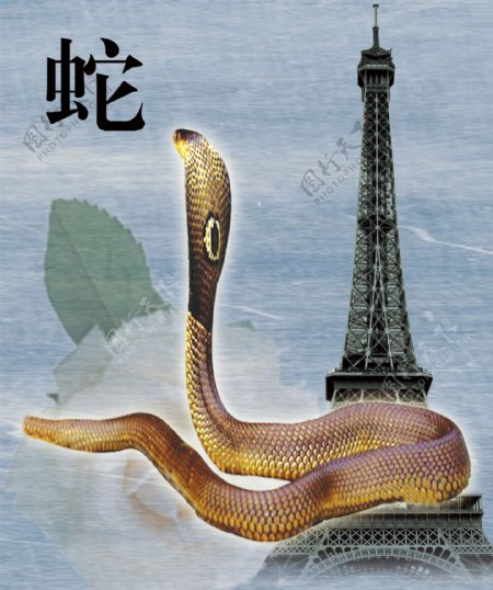 十二生肖蛇图片