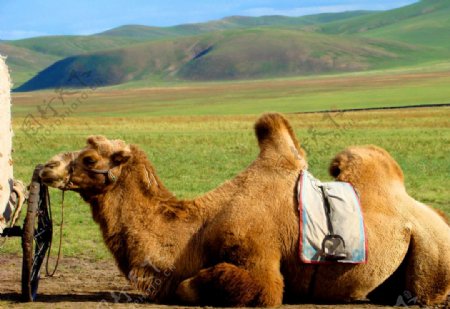 草原骆驼图片