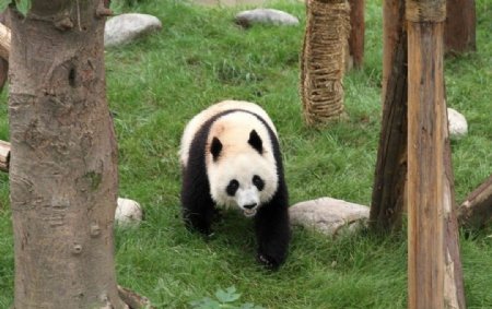 大熊猫非高清图片